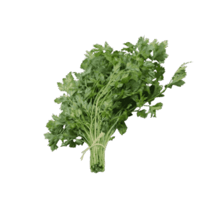 Green Coriander Bunch - हरियो धनियाँ