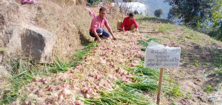 Overcoming Odds: Geeta Khatiwada’s Success in Off-Season Vegetable Farming