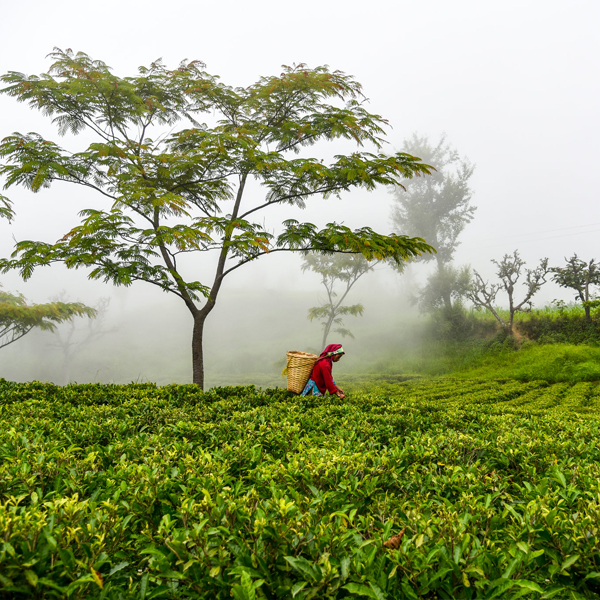 Multiple locations in various districts of Nepal (main operations in rugged hilly areas; Farmer’s Market at 1905 Kantipath, Kathmandu)