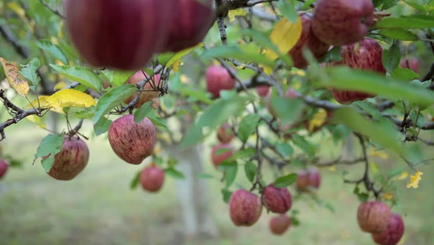 Apple Farm In Marpha, Mustang, Nepal