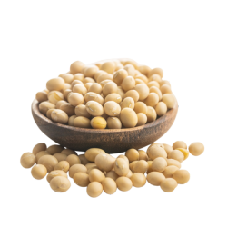 White Soyabean - सेतो भटमास